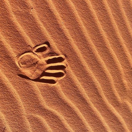 Wadi Rum Trip Exterior foto